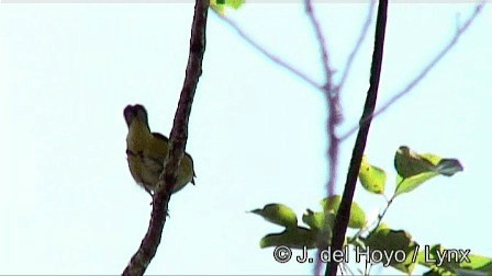 Yellow-throated Euphonia - ML201278581