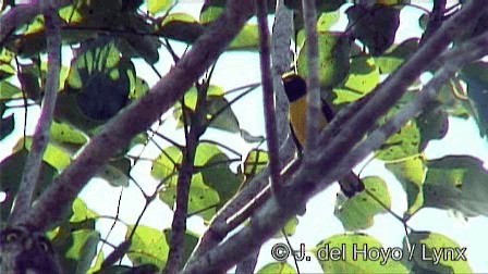 Ferruginous Pygmy-Owl (Ferruginous) - ML201278611