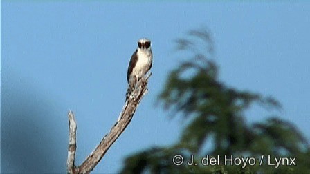 Laughing Falcon - ML201278621