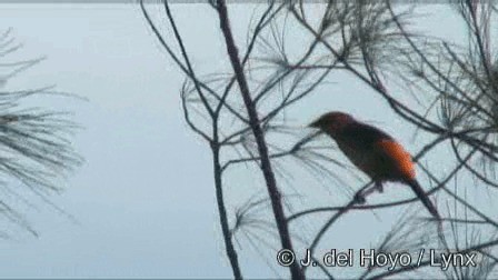 Oriole à gros bec - ML201278661