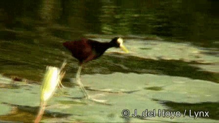 Northern Jacana - ML201278681