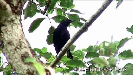 Black Catbird - ML201278761