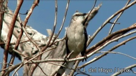 Tropikal Taklitçi (gracilis/leucophaeus) - ML201278771