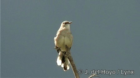 Tropical Mockingbird (Mayan) - ML201278781