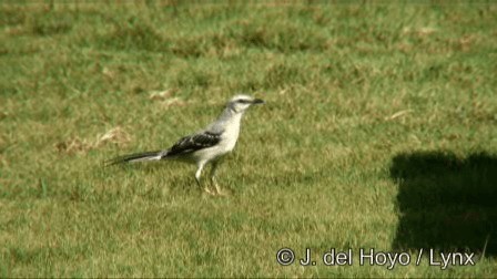 Tropical Mockingbird (Mayan) - ML201278801