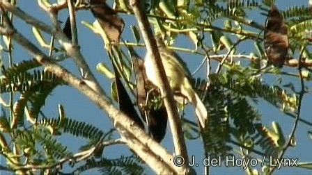 Greenish Elaenia (Greenish) - ML201278821