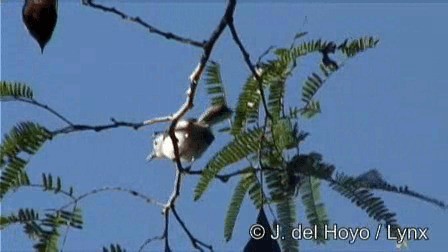 White-browed Gnatcatcher - ML201278831