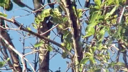 mangrovevireo (ochraceus/semiflavus) - ML201278871