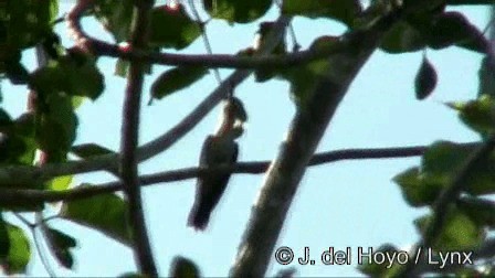 Colibrí Ruiseñor (pampa) - ML201278891