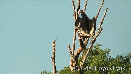 Aura Gallipavo (aura/septentrionalis) - ML201278901