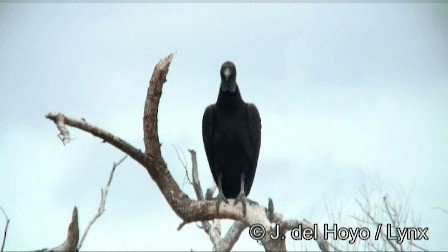 Black Vulture - ML201278951