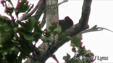 Brown Jay - ML201278961