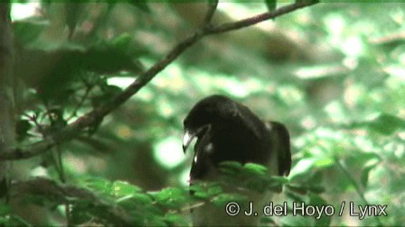 Brown Jay - ML201278971