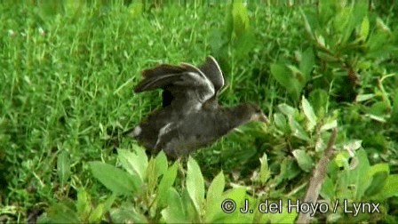 Common Gallinule (American) - ML201279031