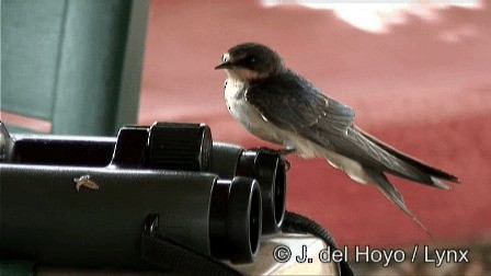 Barn Swallow (American) - ML201279071