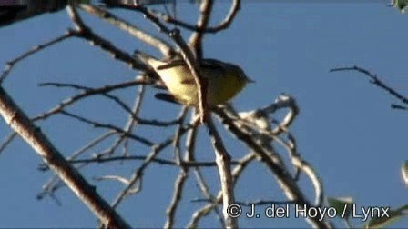 Northern Parula - ML201279111