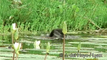 Least Grebe - ML201279161