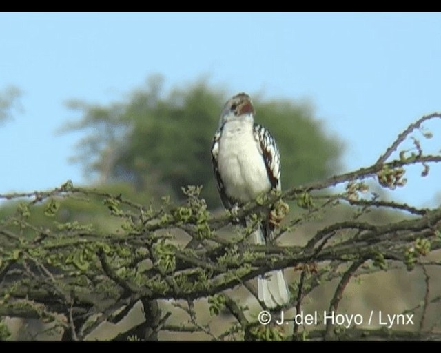 Northern Red-billed Hornbill - ML201279291