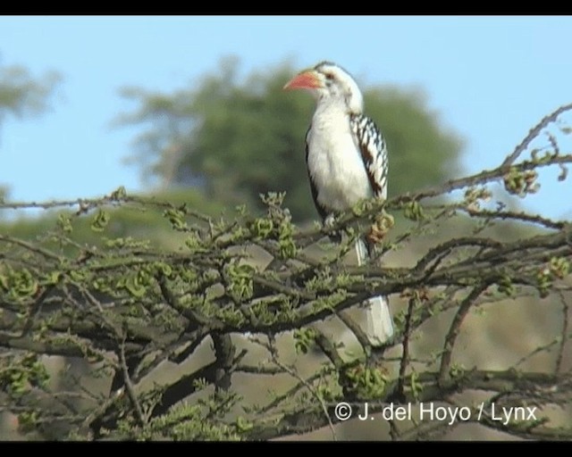 Northern Red-billed Hornbill - ML201279301