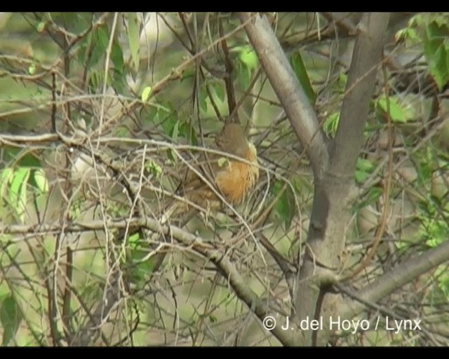 チャイロヤブチメドリ - ML201279311