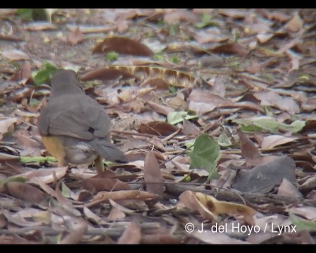 Zorzal Abisinio (grupo abyssinicus) - ML201279321