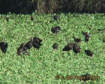 White-faced Ibis - ML201279411