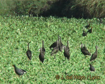 White-faced Ibis - ML201279421