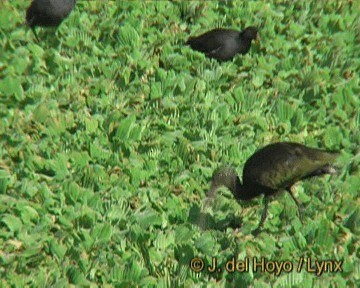 White-faced Ibis - ML201279431