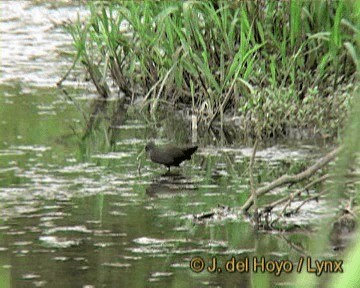 Blackish Rail - ML201279471