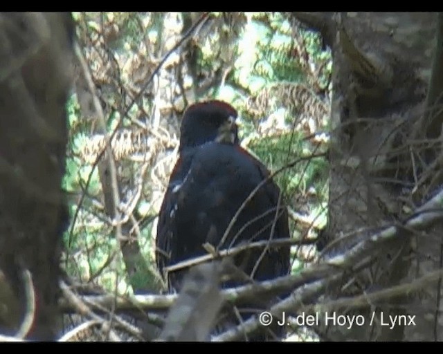 Black Goshawk - ML201279491