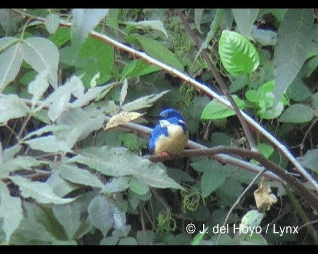 Half-collared Kingfisher - ML201279501