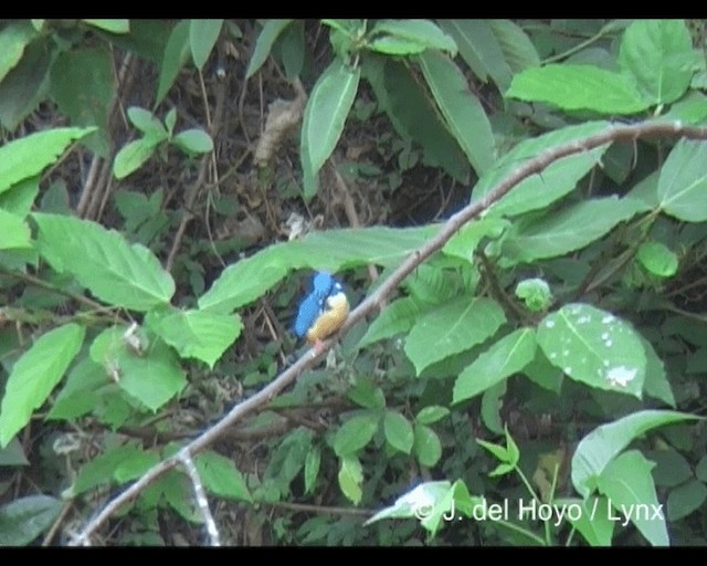 Half-collared Kingfisher - ML201279511