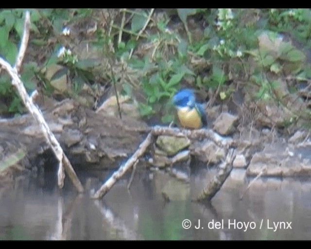 Half-collared Kingfisher - ML201279521