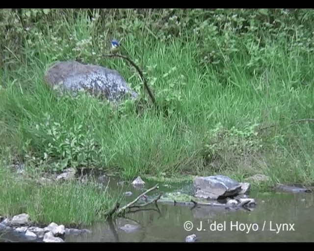 Half-collared Kingfisher - ML201279531