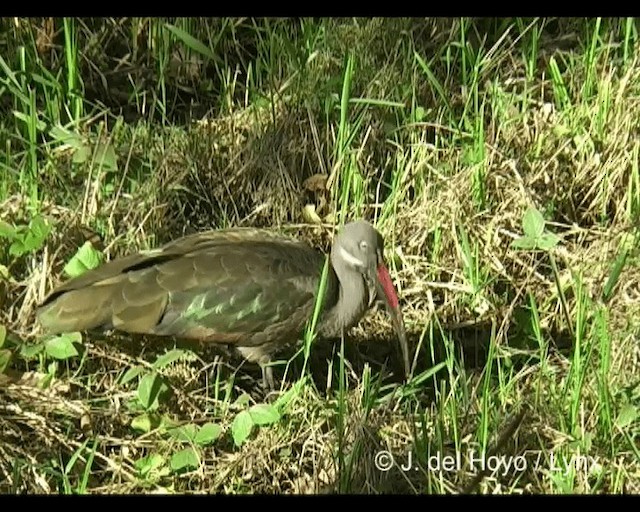 Ibis hagedash - ML201279571