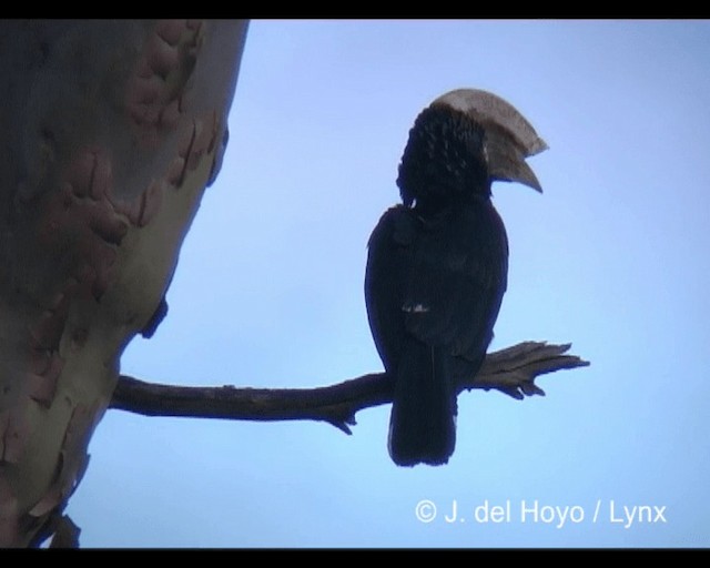 Silvery-cheeked Hornbill - ML201279581