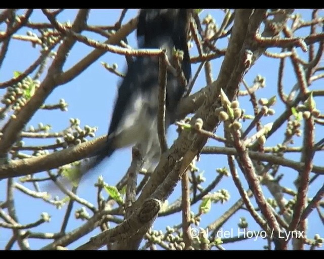 Silvery-cheeked Hornbill - ML201279591