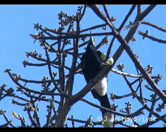 Silberwangen-Hornvogel - ML201279611