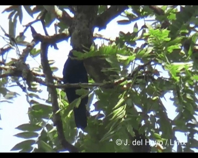 Red-shouldered Cuckooshrike - ML201279621