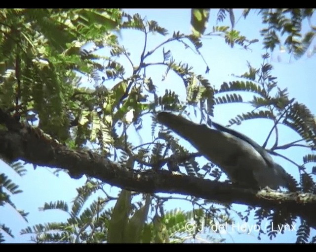 Gray Cuckooshrike - ML201279641