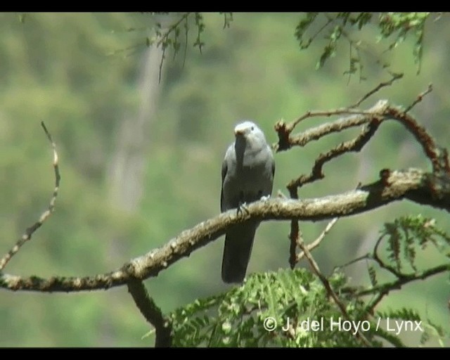 Gray Cuckooshrike - ML201279651