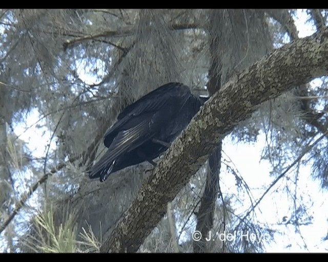 Thick-billed Raven - ML201279661