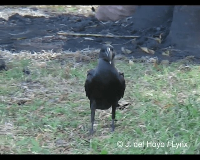 Thick-billed Raven - ML201279671