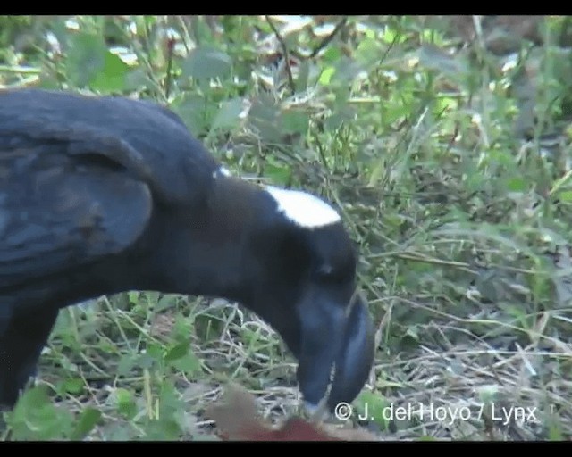 Thick-billed Raven - ML201279681