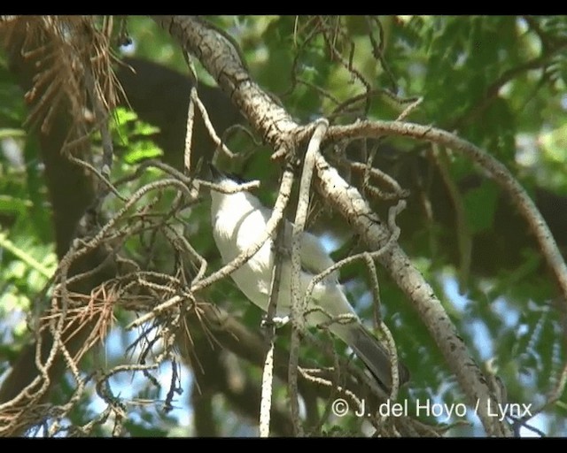 Northern Puffback - ML201279721