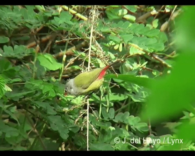 ヒガシキバラカエデチョウ - ML201279731