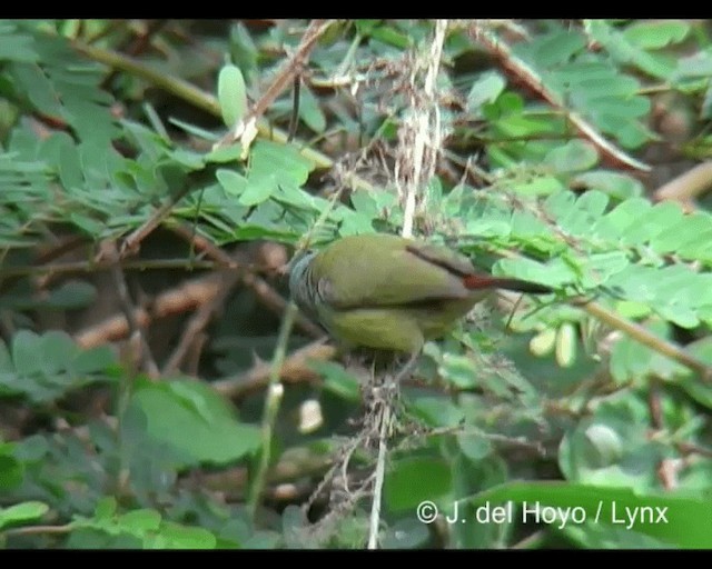 Yellow-bellied Waxbill - ML201279741