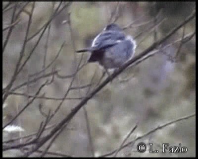 Band-tailed Seedeater - ML201279771