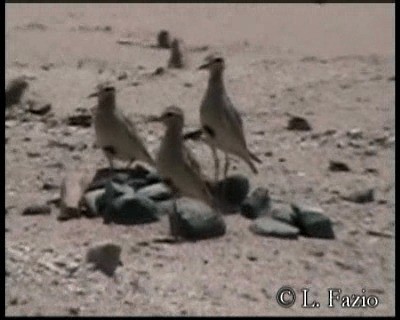 Tawny-throated Dotterel - ML201279831