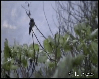 Colibrí Colibronce - ML201279851